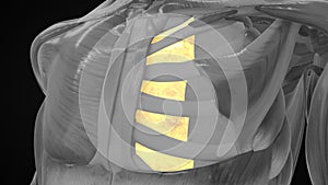 What is the function of the internal intercostal?