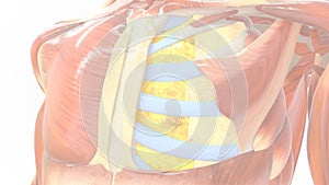 What is the function of the internal intercostal?