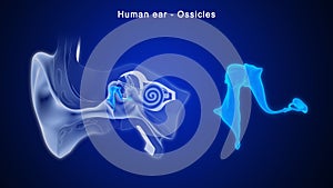What is the function of Ossicles photo