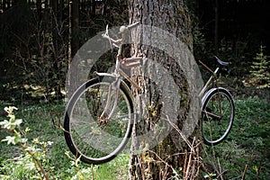 What has happend ? - It seems that the bicycle has penetrated the tree-