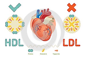 What is Lipoprotein - illustrated explanation photo