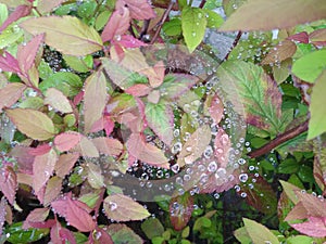 Dew drops on the web photo