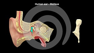 What is the main function of malleus