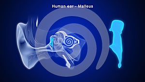 What is the main function of malleus