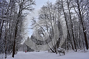 What a pleasure to race through the winter forest on skis. snow on the ground, the trees, the silence sometimes