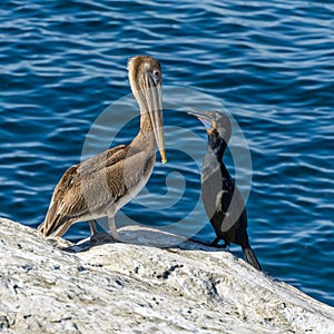 What`s Up - Brown Pelican meets Brandt`s Cormorant photo