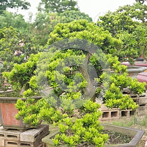 Bonsai Tree