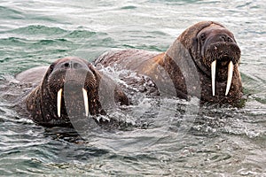 What a sight! Heavyweights on the coast of Svalbard