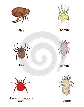 What To Know About Parasites. Skin And Fur Parasites Vector Set. Flea, Tick, Ear Mite, Fur Mite, Harvest Mite, Louse.