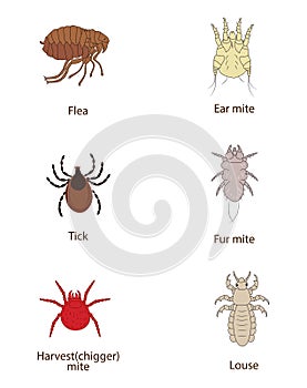 What To Know About Parasites. Skin And Fur Parasites Vector Set. Flea, Tick, Ear Mite, Fur Mite, Harvest Mite, Louse. photo