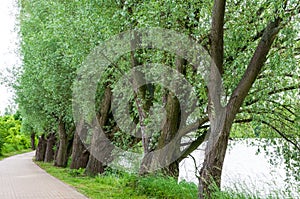 about what the willows on the banks of the Odra River are rustling about, Poland