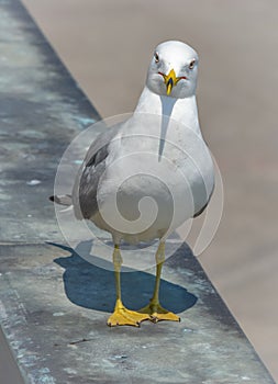 What are you looking at ? Ring-billed Gull (Larus delawarensis) poses near Niagara river and Falls. Waterside