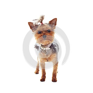 What are you looking at. Studio shot of a cute terrier isolated on white.