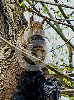 Squirrel in the forest