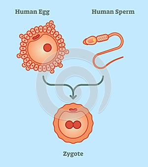 What is zygote - illustrated explanation