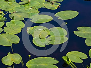 Whater lily in a pond