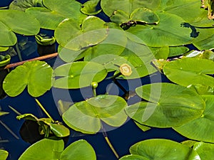 Whater lily in a pond