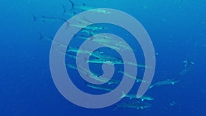 Whats a fish without its squad. 4k video footage of a school of barracuda fish swimming deep in the ocean.