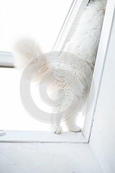 Whats going on there? curious cat, cat paws balance on the windowsill