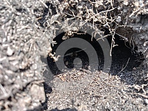 Whats in the hole ? Maybe a lizard or mouse