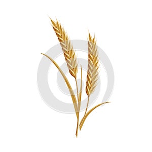 200_Vector wheat ears spikelets with grains. Realistic oat bunch, yellow sereals for backery