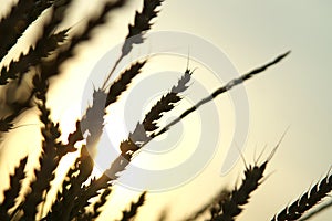 Wheat 03