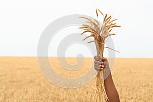 Wheat