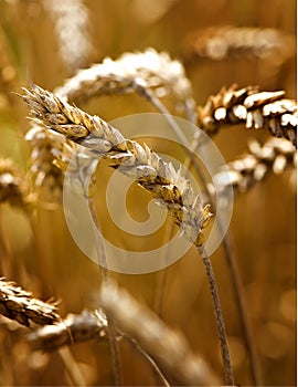 Wheat