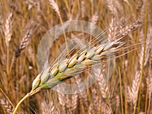 Wheat