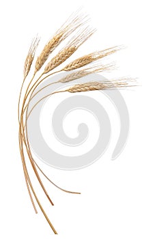 Wheat photo