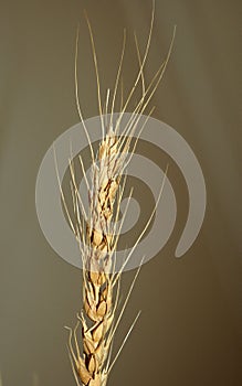 Wheat