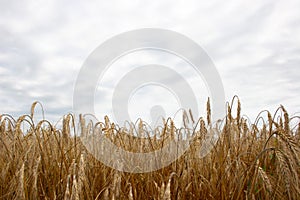 Wheat