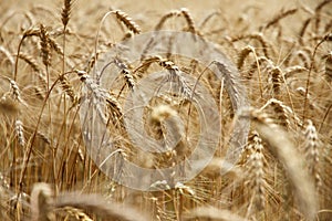 Wheat