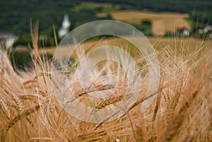 Wheat