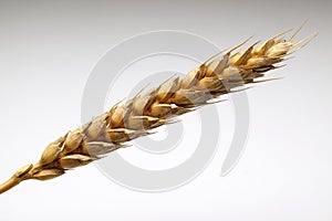 Wheat photo