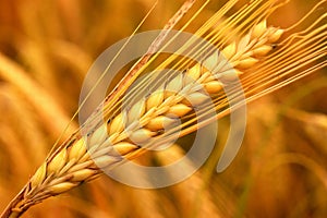 Wheat