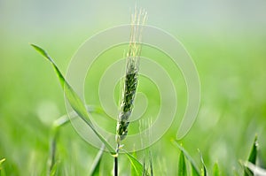 A wheat