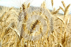 Wheat