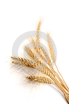 Wheat