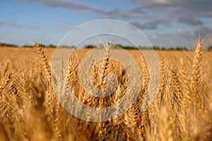 Wheat
