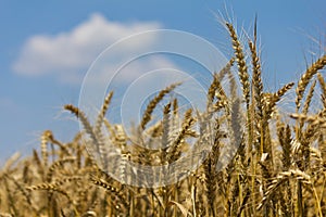 Wheat