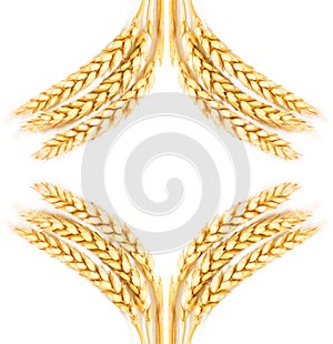 Wheat