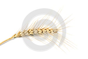 Wheat photo