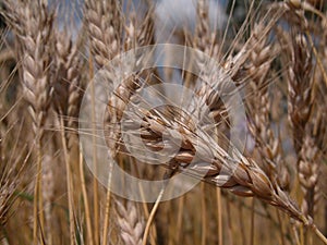 Wheat