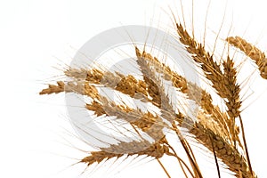 Wheat