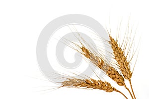 Wheat