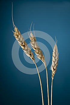 Wheat