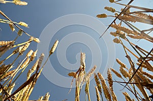 Wheat acre