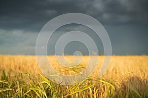 Wheat against the background of the thunderstorm sky. Selective focus