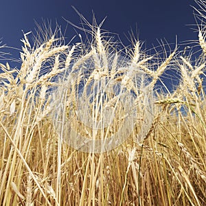 Wheat against blue sky.